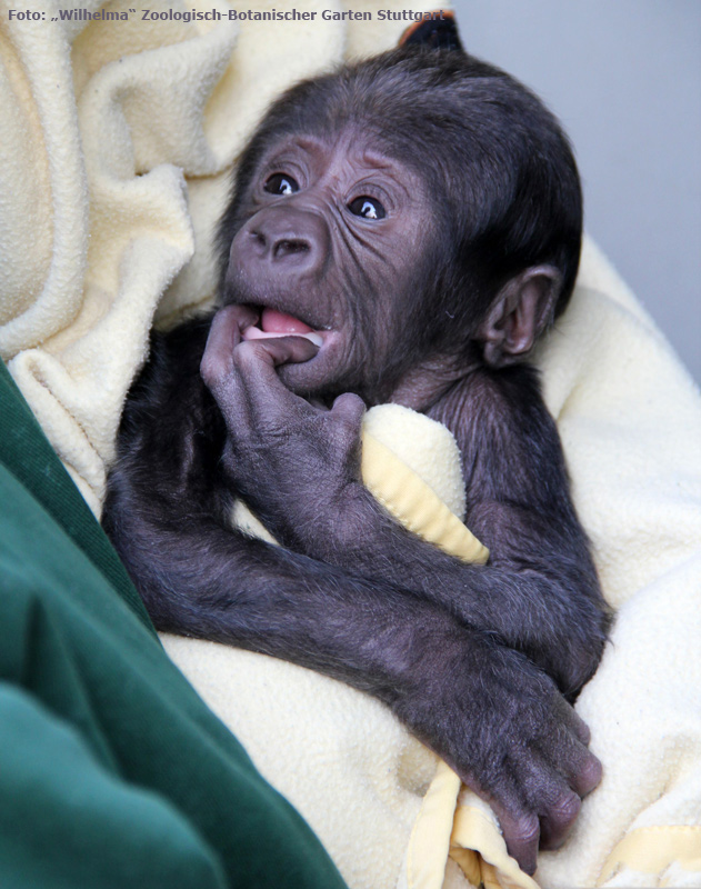 Westlicher Flachlandgorilla TEBOGO im März 2012 in der Wilhelma in Stuttgart (Foto: Pressebild Wilhelma Zoologisch-Botanischer Garten Stuttgart)