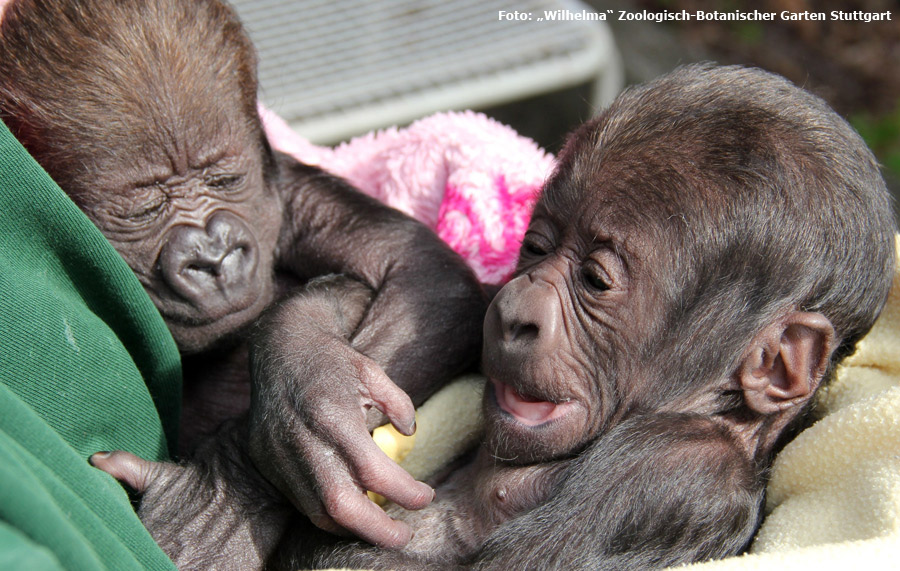 Westliche Flachlandgorillas VANA und TEBOGO im März 2012 in der Wilhelma in Stuttgart (Foto: Pressebild Wilhelma Zoologisch-Botanischer Garten Stuttgart)