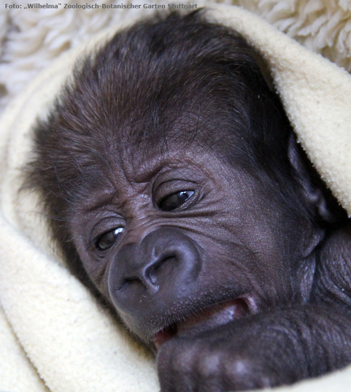 Westlicher Flachlandgorilla VANA im März 2012 in der Wilhelma in Stuttgart (Foto: Pressebild Wilhelma Zoologisch-Botanischer Garten Stuttgart)