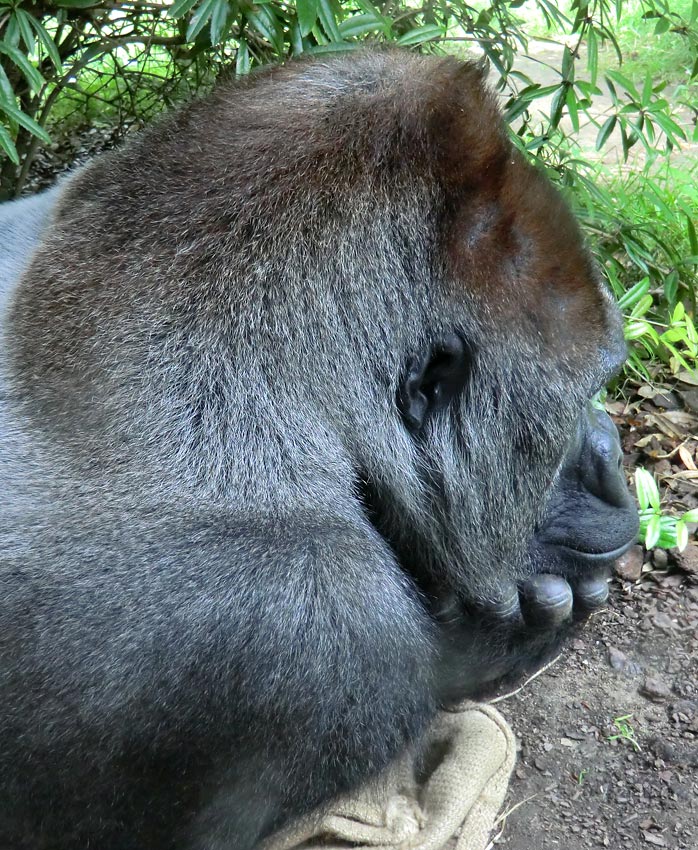 Westlicher Flachlandgorilla VIMOTO im Zoologischen Garten Wuppertal im Juli 2012