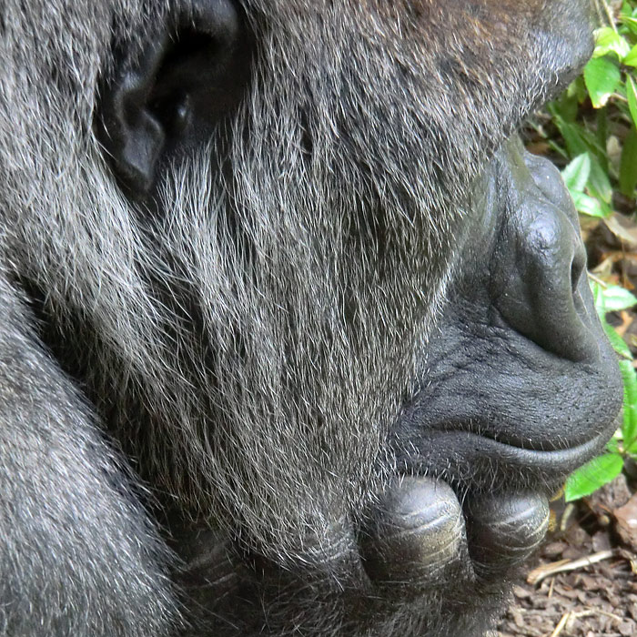 Westlicher Flachlandgorilla im Wuppertaler Zoo im Juli 2012