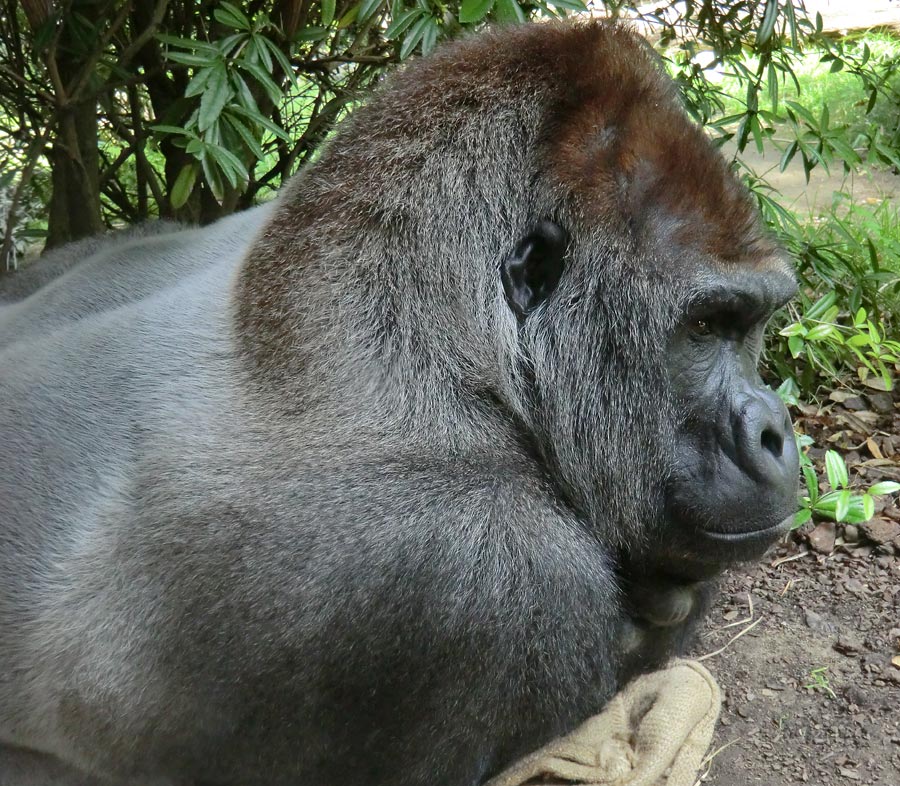 Westlicher Flachlandgorilla VIMOTO im Zoo Wuppertal im Juli 2012