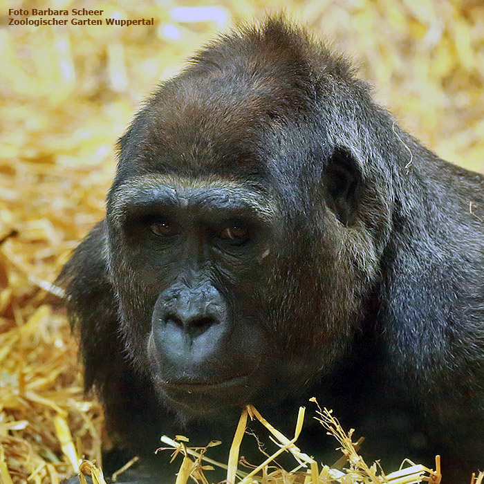 Westlicher Flachlandgorilla MAH MAH im Wuppertaler Zoo im Juli 2013 (Foto Barbara Scheer)