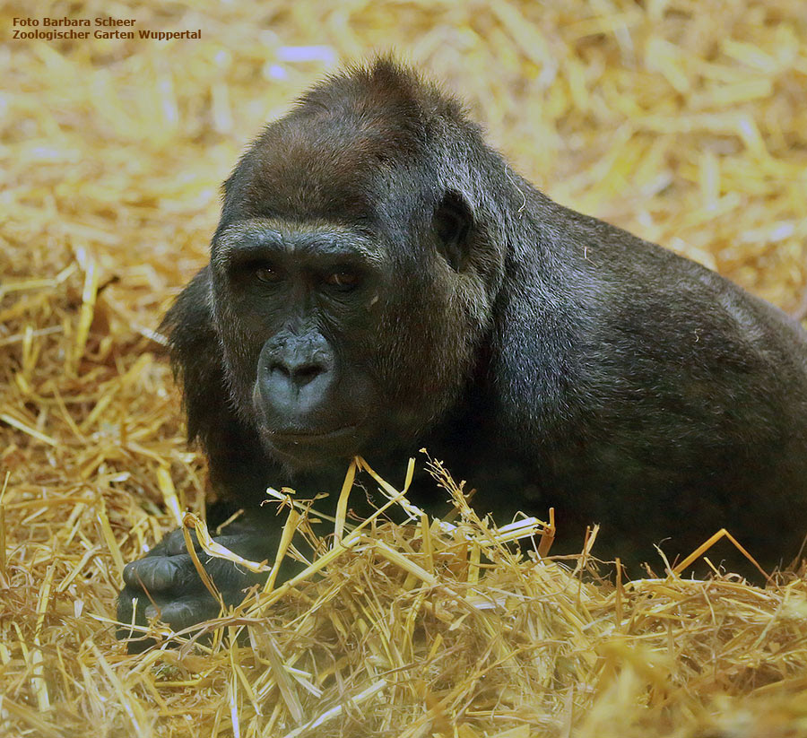 Westlicher Flachlandgorilla MAH MAH im Zoo Wuppertal im Juli 2013 (Foto Barbara Scheer)