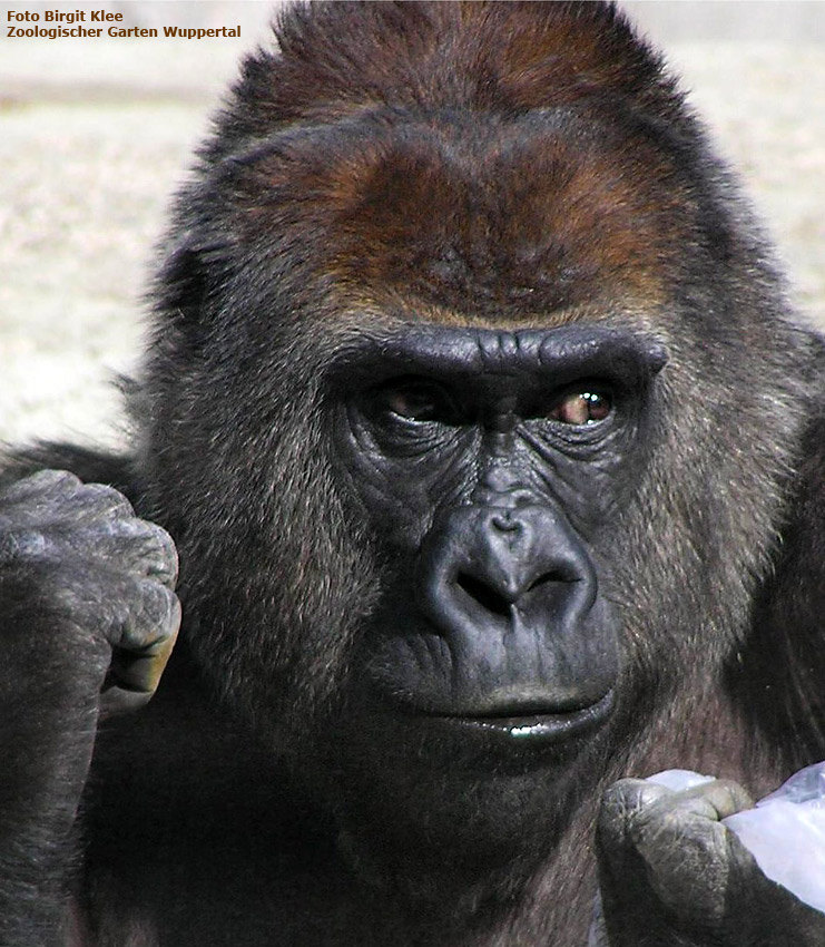 Westlicher Flachlandgorilla ROSI im Zoologischen Garten Wuppertal (Foto Birgit Klee)