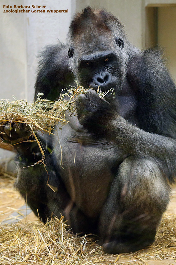 Westlicher Flachlandgorilla VIMOTO im Wuppertaler Zoo im Februar 2014 (Foto Barbara Scheer)