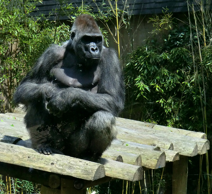 Westlicher Flachlandgorilla Vimoto im Wuppertaler Zoo im Mai 2014