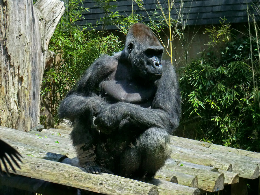 Westlicher Flachlandgorilla VIMOTO im Zoo Wuppertal im Mai 2014