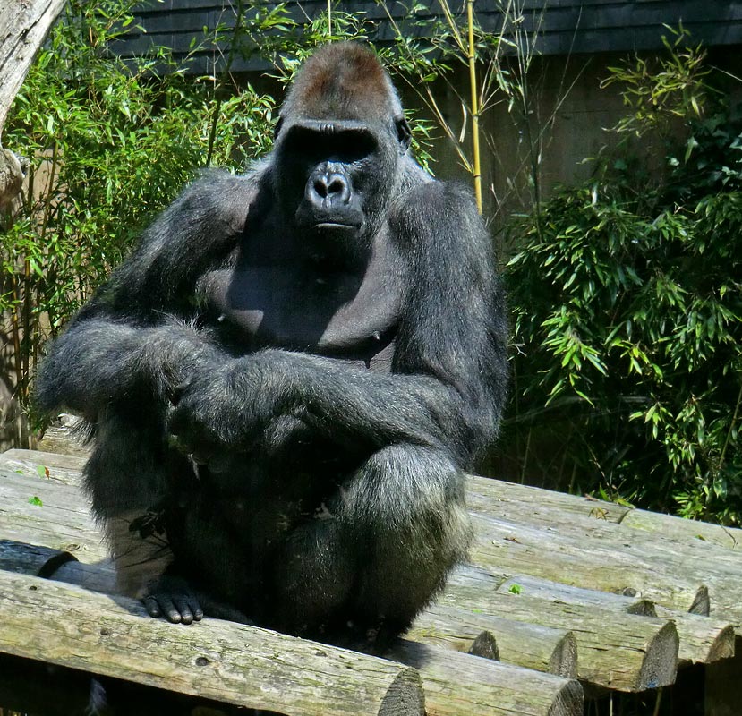 Westlicher Flachlandgorilla VIMOTO im Zoologischen Garten Wuppertal im Mai 2014