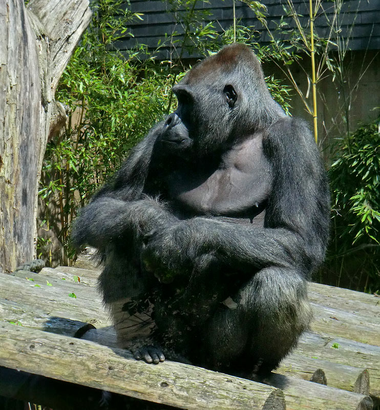 Westlicher Flachlandgorilla VIMOTO im Wuppertaler Zoo im Mai 2014