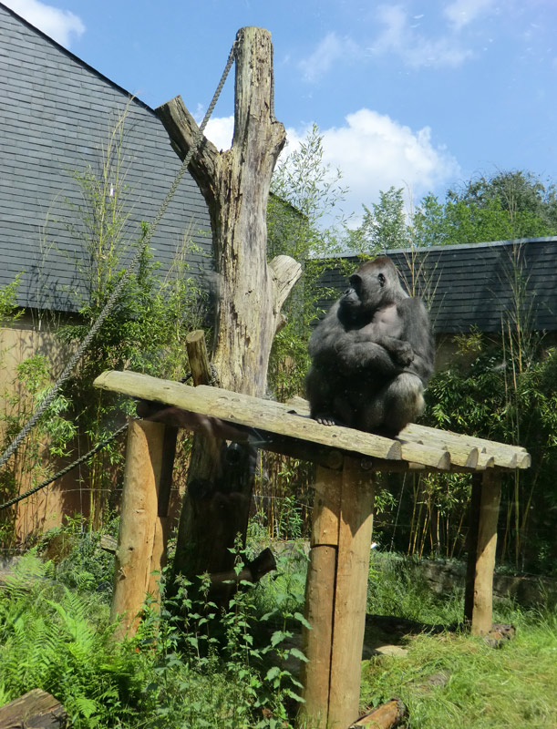 Westlicher Flachlandgorilla VIMOTO im Zoo Wuppertal im Mai 2014