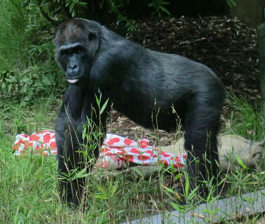 Westlicher Flachlandgorilla im Wuppertaler Zoo im Mai 2014