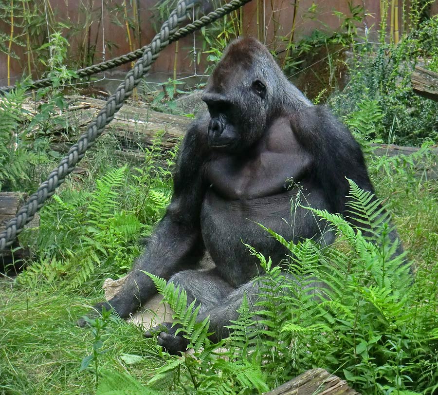 Westlicher Flachlandgorilla VIMOTO im Zoologischen Garten Wuppertal im Mai 2014