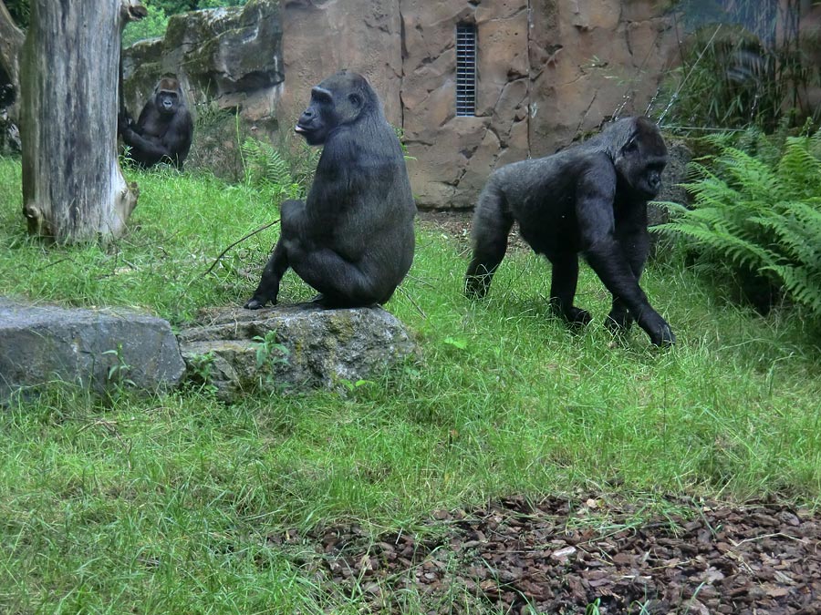 Westliche Flachlandgorillas im Wuppertaler Zoo im Mai 2014