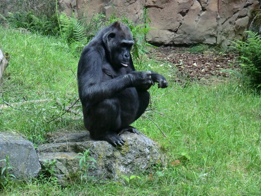 Westlicher Flachlandgorilla im Wuppertaler Zoo im Mai 2014