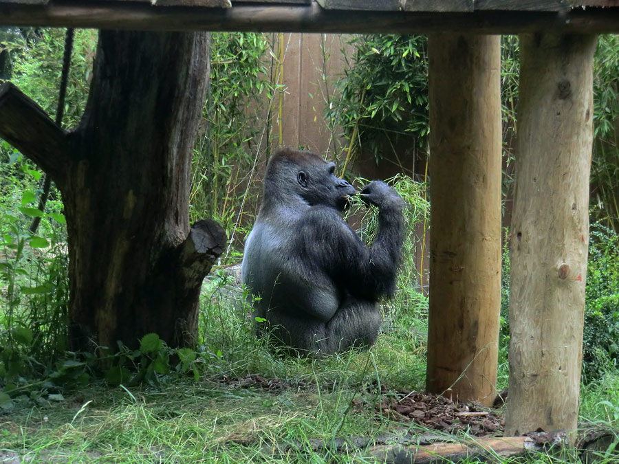 Westlicher Flachlandgorilla VIMOTO im Wuppertaler Zoo im Juni 2014