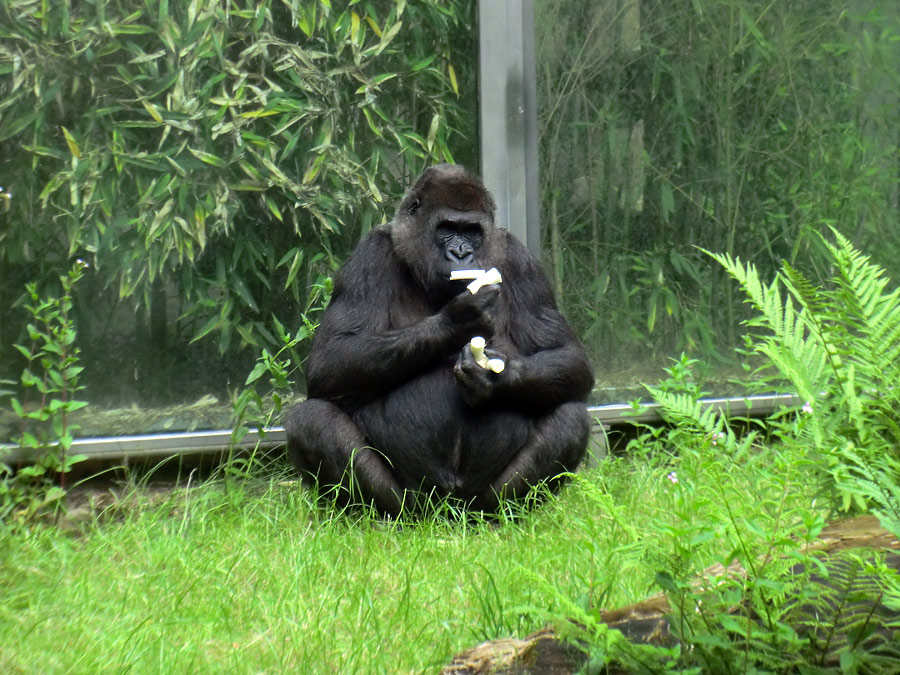 Westlicher Flachlandgorilla im Zoo Wuppertal im Juni 2014