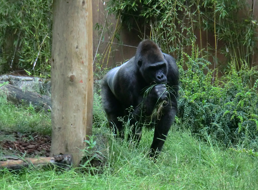 Westlicher Flachlandgorilla VIMOTO im Zoologischen Garten Wuppertal im Juni 2014