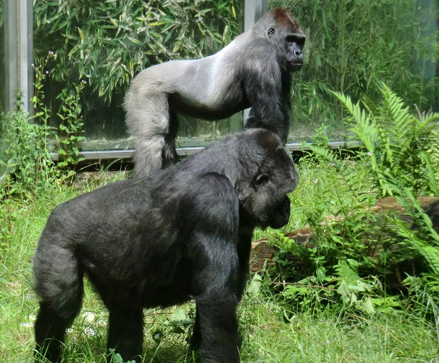 Westliche Flachlandgorillas im Wuppertaler Zoo im Juni 2014