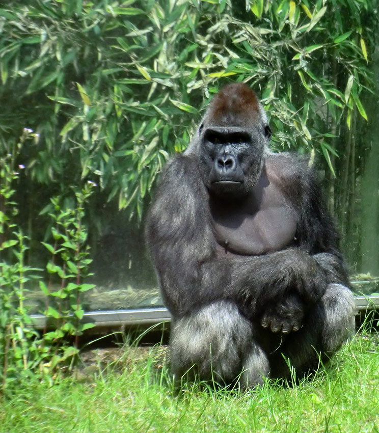 Westlicher Flachlandgorilla VIMOTO im Zoo Wuppertal im Juni 2014