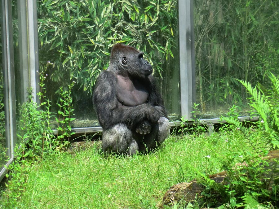 Westlicher Flachlandgorilla VIMOTO im Zoologischen Garten Wuppertal im Juni 2014