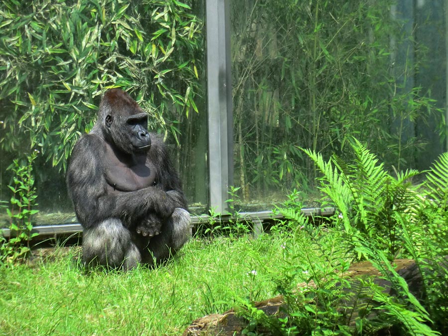 Westlicher Flachlandgorilla VIMOTO im Wuppertaler Zoo im Juni 2014