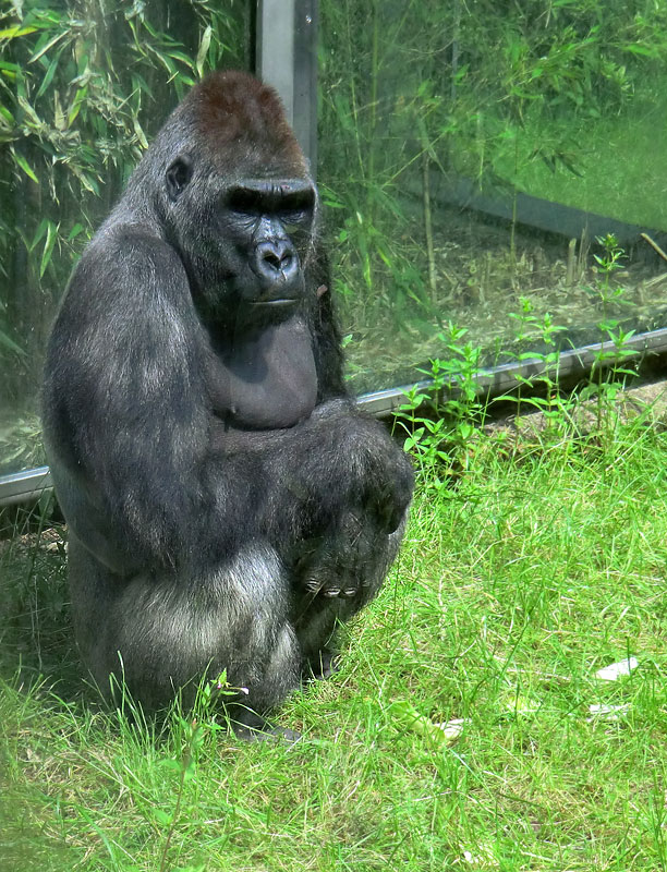 Westlicher Flachlandgorilla VIMOTO im Zoologischen Garten Wuppertal im Juni 2014