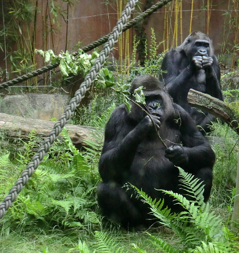 Westliche Flachlandgorillas im Wuppertaler Zoo im Juni 2014