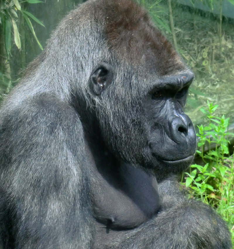 Westlicher Flachlandgorilla VIMOTO im Zoo Wuppertal im Juni 2014