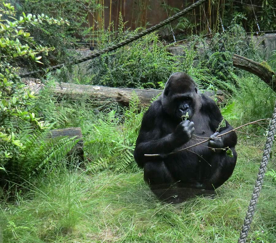 Westliche Flachlandgorillas im Zoo Wuppertal im Juni 2014