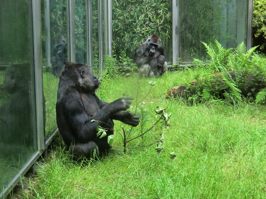 Westliche Flachlandgorillas im Wuppertaler Zoo im Juni 2014