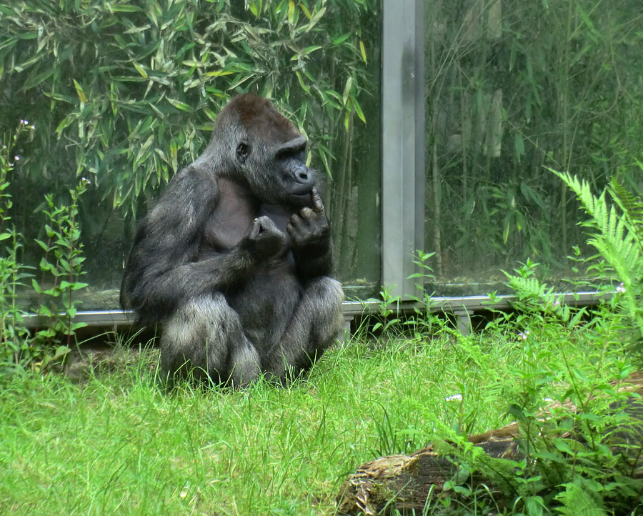 Westlicher Flachlandgorilla VIMOTO im Zoologischen Garten Wuppertal im Juni 2014