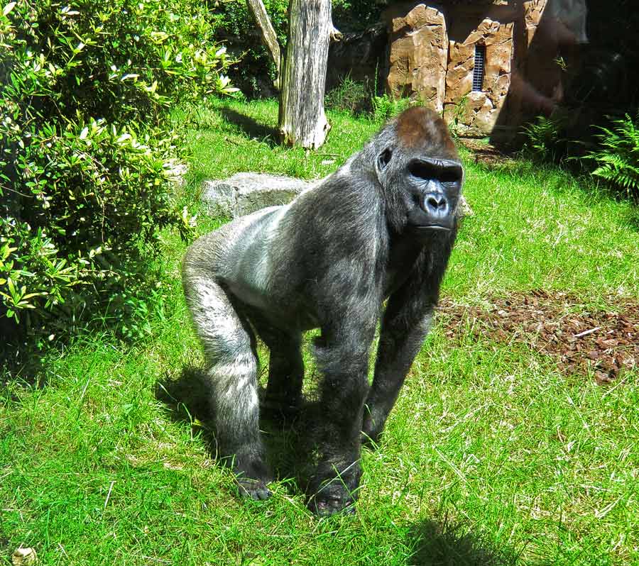 Westlicher Flachlandgorilla VIMOTO im Zoo Wuppertal im Juni 2014