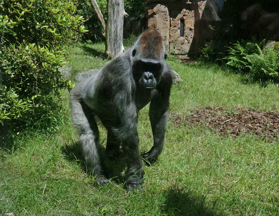 Westlicher Flachlandgorilla VIMOTO im Zoologischen Garten Wuppertal im Juni 2014