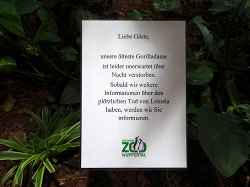 Information zum Tod der Gorilladame "Lomela" am 8. Dezember 2015 im Menschenaffenhaus im Grünen Zoo Wuppertal
