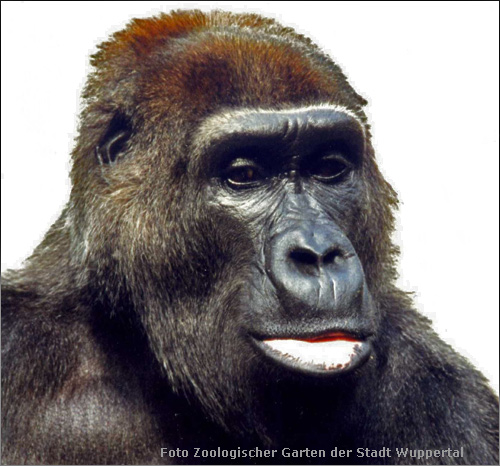 Gorilla-Weibchen "Lomela" im Zoologischen Garten der Stadt Wuppertal (Foto Zoologischen Garten der Stadt Wuppertal)