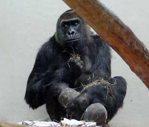 Gorilla-Weibchen "Roseli" mit schwarzen Gipsverband am rechten Fuß am 19. Dezember 2015 im Zoologischen Garten der Stadt Wuppertal
