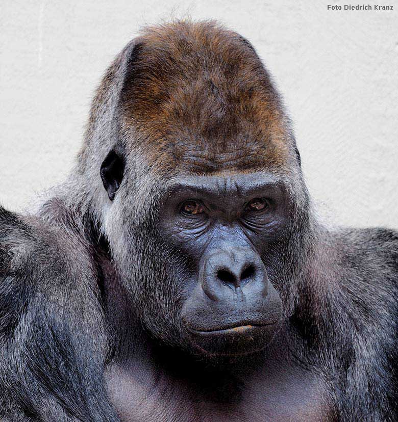 Silberrücken VIMOTO am 29. März 2016 im Grünen Zoo Wuppertal (Foto Diedrich Kranz)