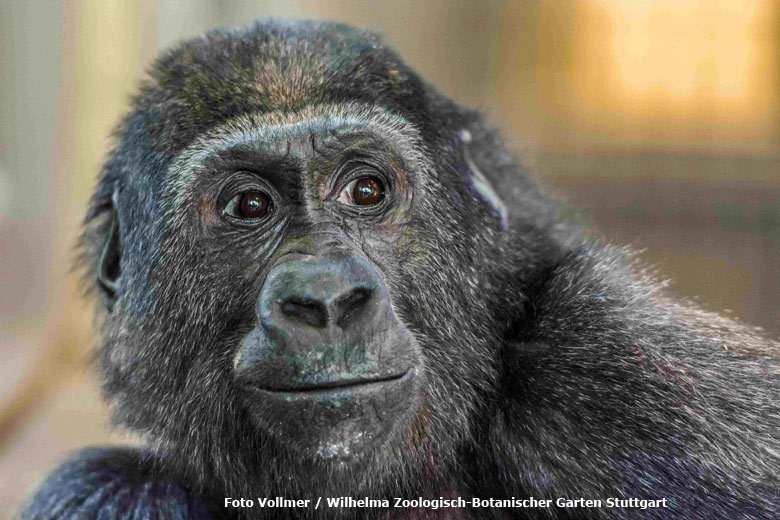 Tebogo ist mit Halbschwester Vana in den Zoo Dublin gezogen (Foto Vollmer - Wilhelma Zoologisch-Botanischer Garten Stuttgart