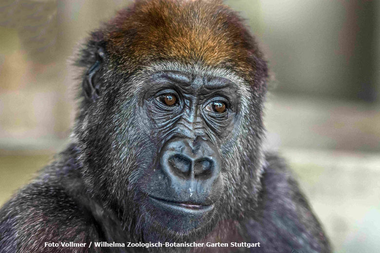 Vier Jahre ist Vana im Gorilla-Kindergarten der Wilhelma aufgewachsen (Foto Vollmer - Wilhelma Zoologisch-Botanischer Garten Stuttgart