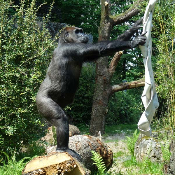 Westlicher Flachlandgorilla GRACE im Mai 2016 im Wuppertaler Zoo