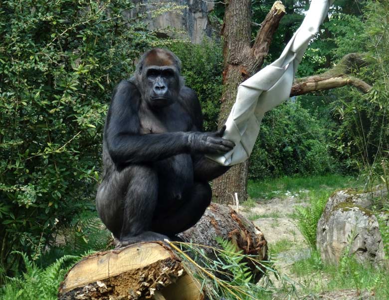 Westliches Flachlandgorilla Weibchen GRACE am 13. Mai 2016 im Zoologischen Garten Wuppertal