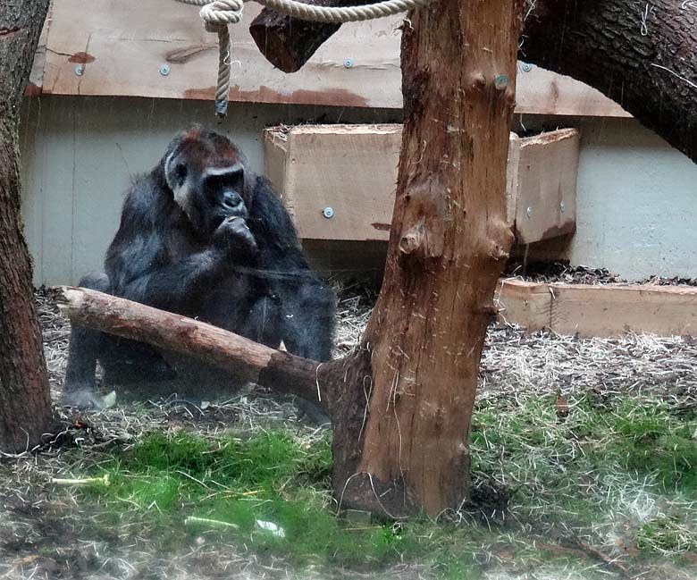 Keimendes Gras in der Innenanlage der Westlichen Flachlandgorillas am 3. Juni 2016 im Grünen Zoo Wuppertal