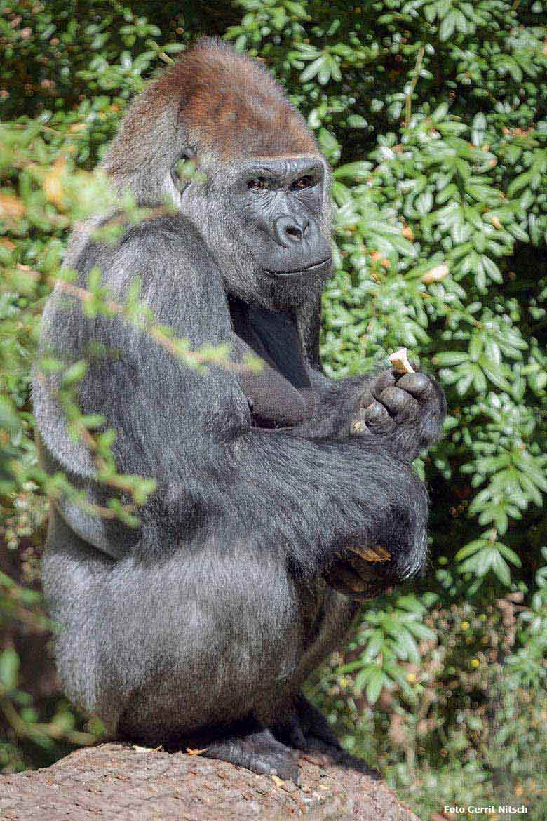 Westlicher Flachlandgorilla VIMOTO am 30. August 2016 auf der Außenanlage im Grünen Zoo Wuppertal (Foto Gerrit Nitsch)