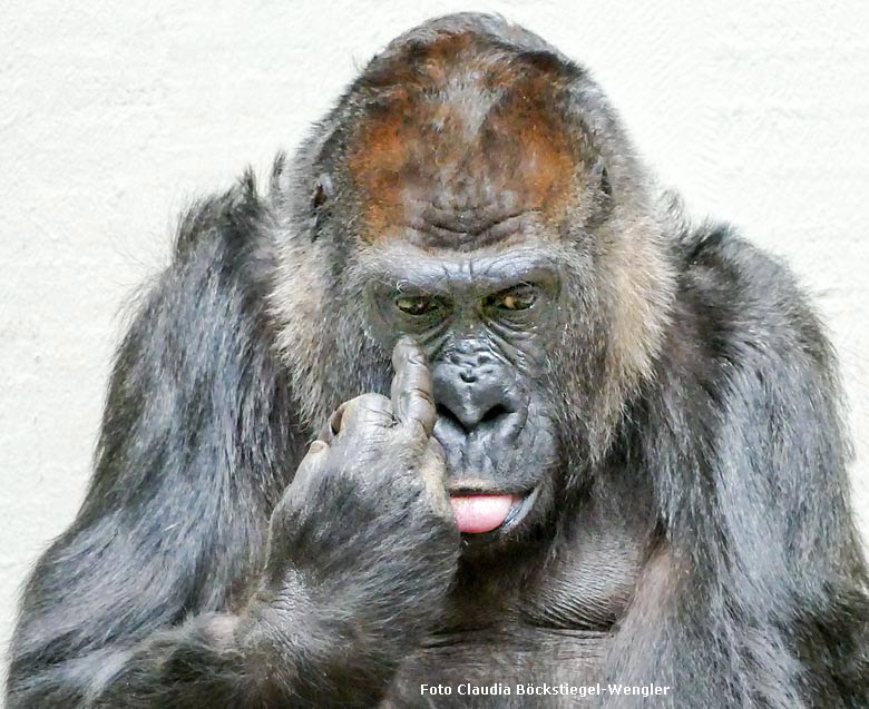 Westlicher Flachlandgorilla ROSELI mit Stinkefinger am 8. Februar 2018 im Menschenaffenhaus im Grünen Zoo (Foto Claudia Böckstiegel-Wengler)