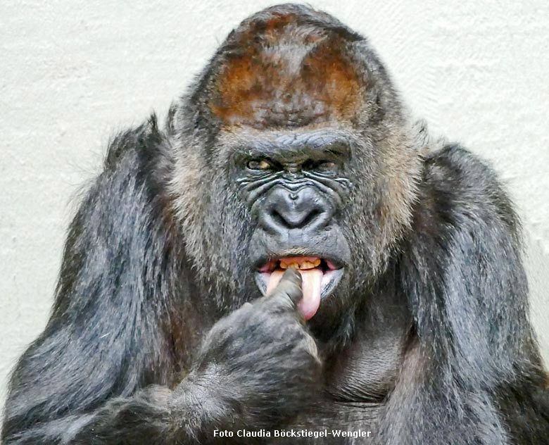 Westlicher Flachlandgorilla ROSELI am 8. Februar 2018 im Menschenaffenhaus im Zoologischen Garten der Stadt Wuppertal (Foto Claudia Böckstiegel-Wengler)