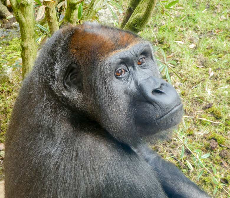 Westlicher Flachlandgorilla Weibchen GRACE am 3. April 2018 auf der Außenanlage im Zoologischen Garten Wuppertal