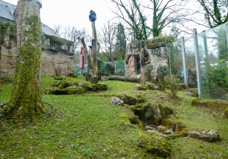 Westlicher Flachlandgorilla Männchen VIMOTO am 3. April 2018 auf einem Baumstamm auf der Außenanlage im Zoo Wuppertal