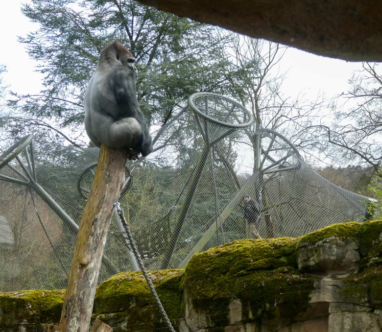 Westlicher Flachlandgorilla Männchen VIMOTO am 3. April 2018 auf der Außenanlage im Wuppertaler Zoo hielt Blickkontakt mit dem Schimpansen Weibchen KITOTO in der benachbarten Außenanlage