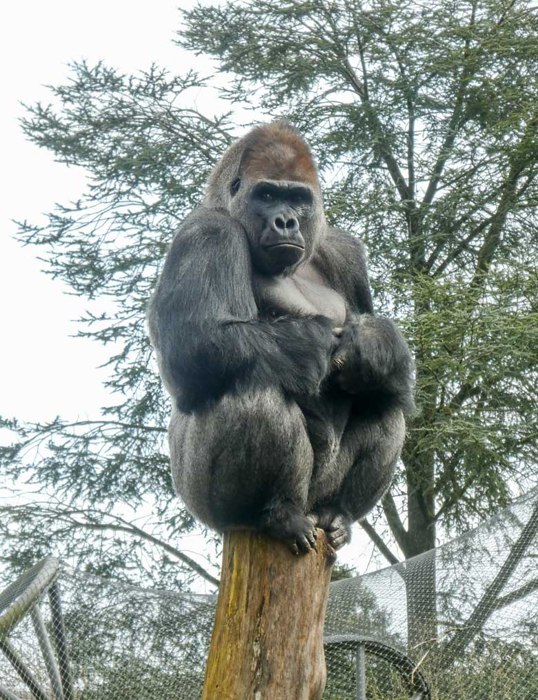 Westlicher Flachlandgorilla Männchen VIMOTO am 3. April 2018 auf der Außenanlage im Zoologischen Garten der Stadt Wuppertal